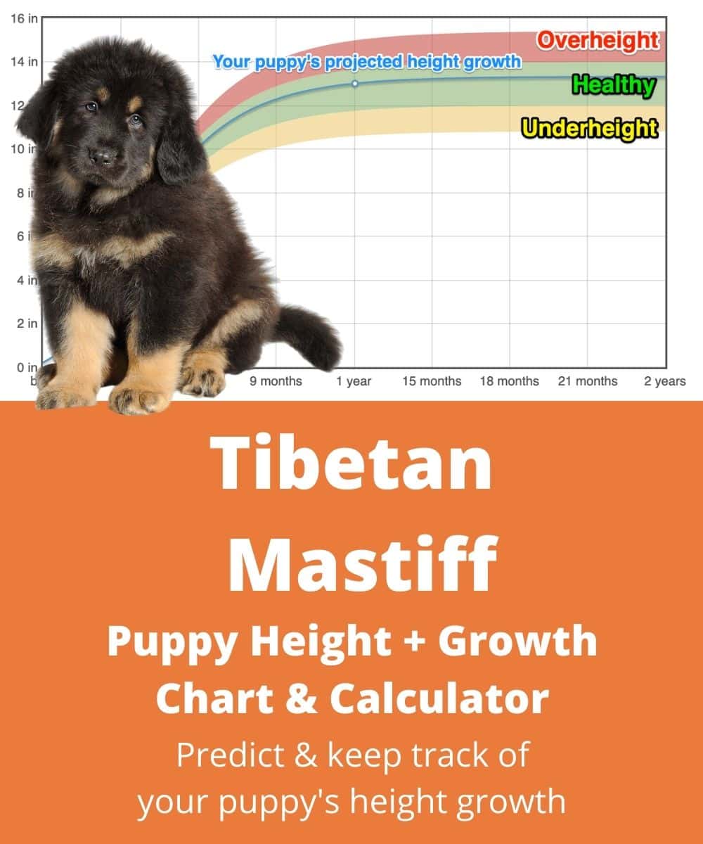 tibetan-mastiff Puppy height Growth Chart tibetan-mastiff Puppy height Growth Chart
